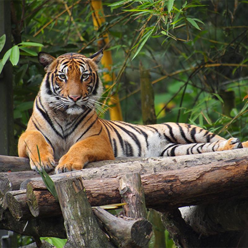 Zoo Taiping (38.7km from hotel)